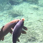 Der Ronacherfels Appartamento *