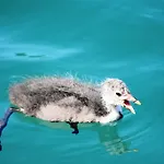 Der Ronacherfels Lägenhet Weissensee
