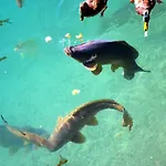 Der Ronacherfels Lägenhet Weissensee