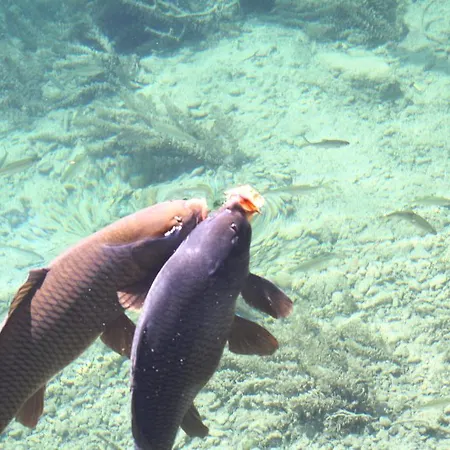 Der Ronacherfels Apartamento *