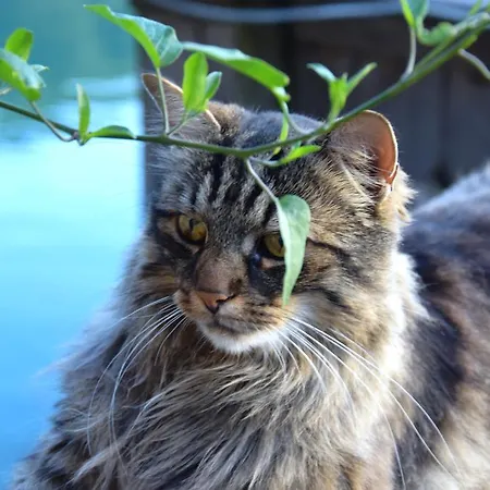 Der Ronacherfels Apartamento Weissensee