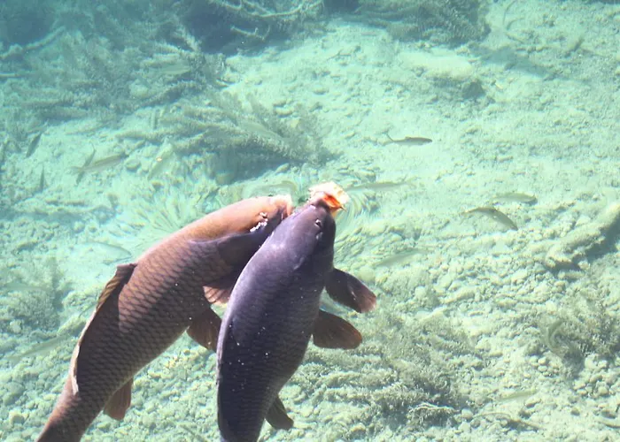 Der Ronacherfels Apartament *