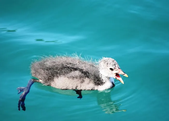 Der Ronacherfels Apartament Weissensee