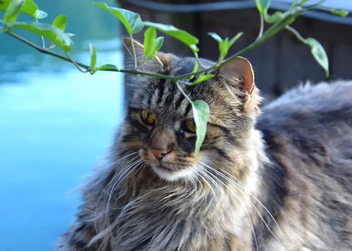 Der Ronacherfels Διαμέρισμα Weissensee