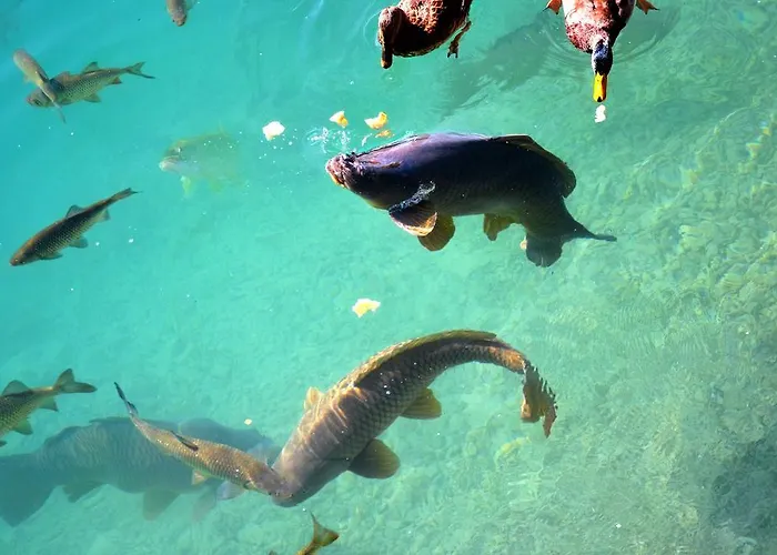 Der Ronacherfels شقة ويسنسي